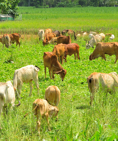 Sustainability Farming