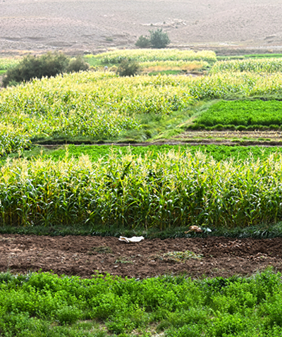 Sustainability Farming