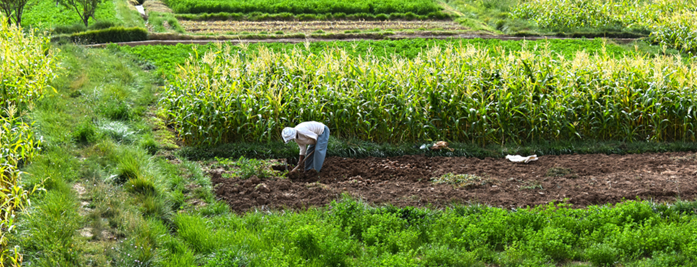 Sustainability Farming
